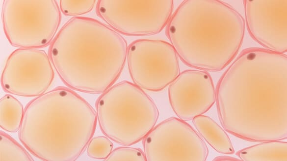 医療機関に細胞を提供