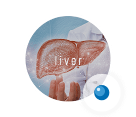 liver
