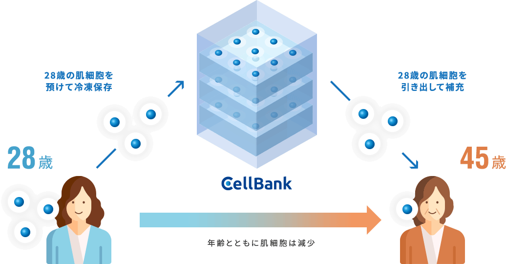 細胞保管サービスのイメージ