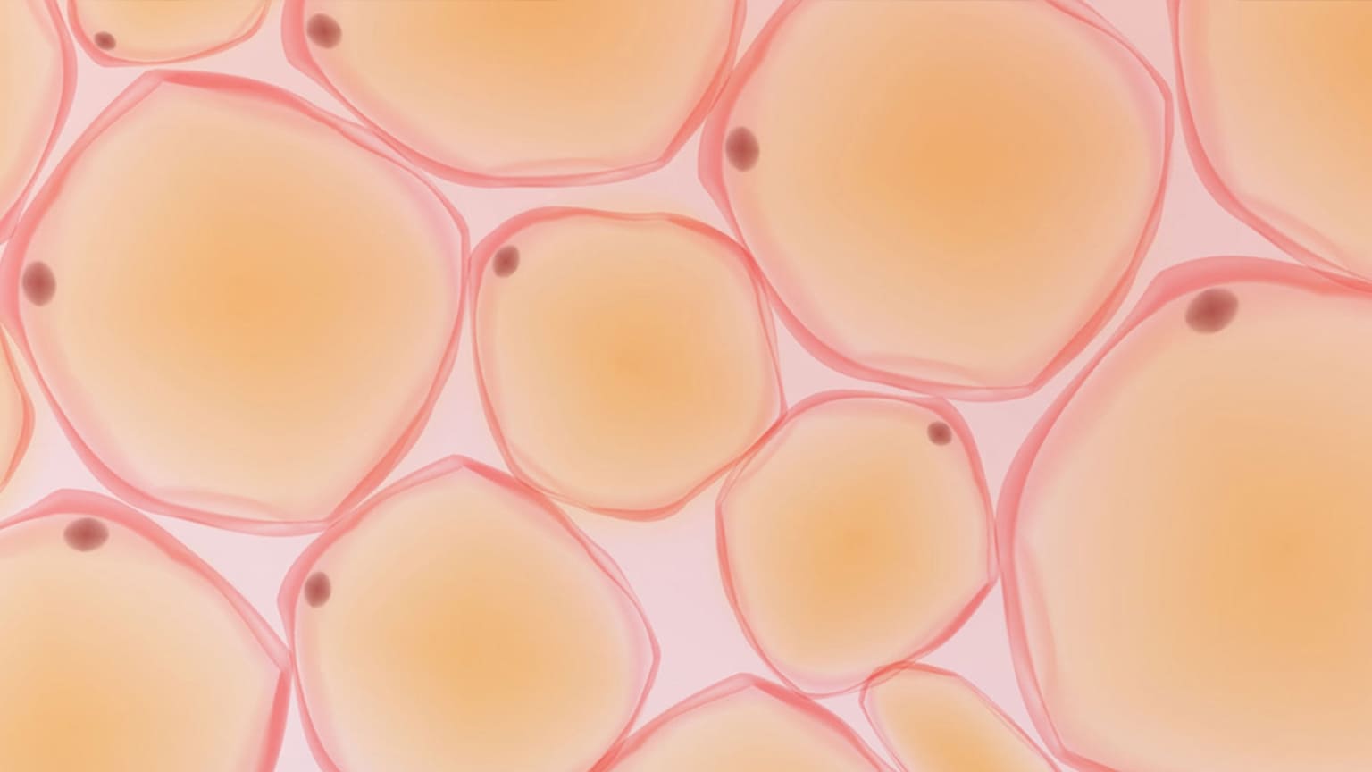 脂肪由来幹細胞(ASC)って何?【医師執筆】