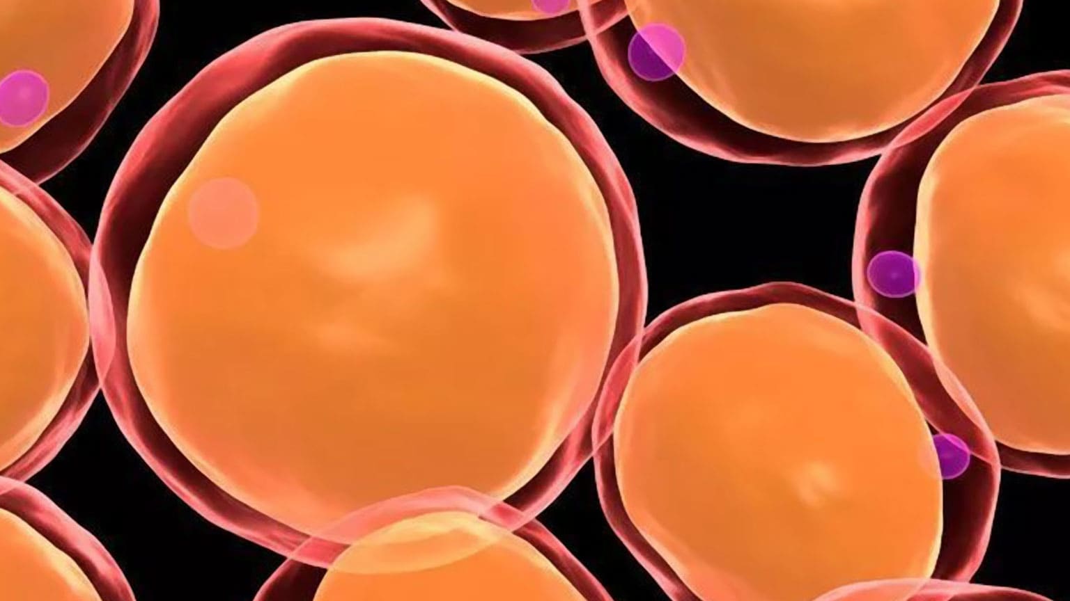 脂肪由来幹細胞を用いた豊胸の安全性【医師執筆】