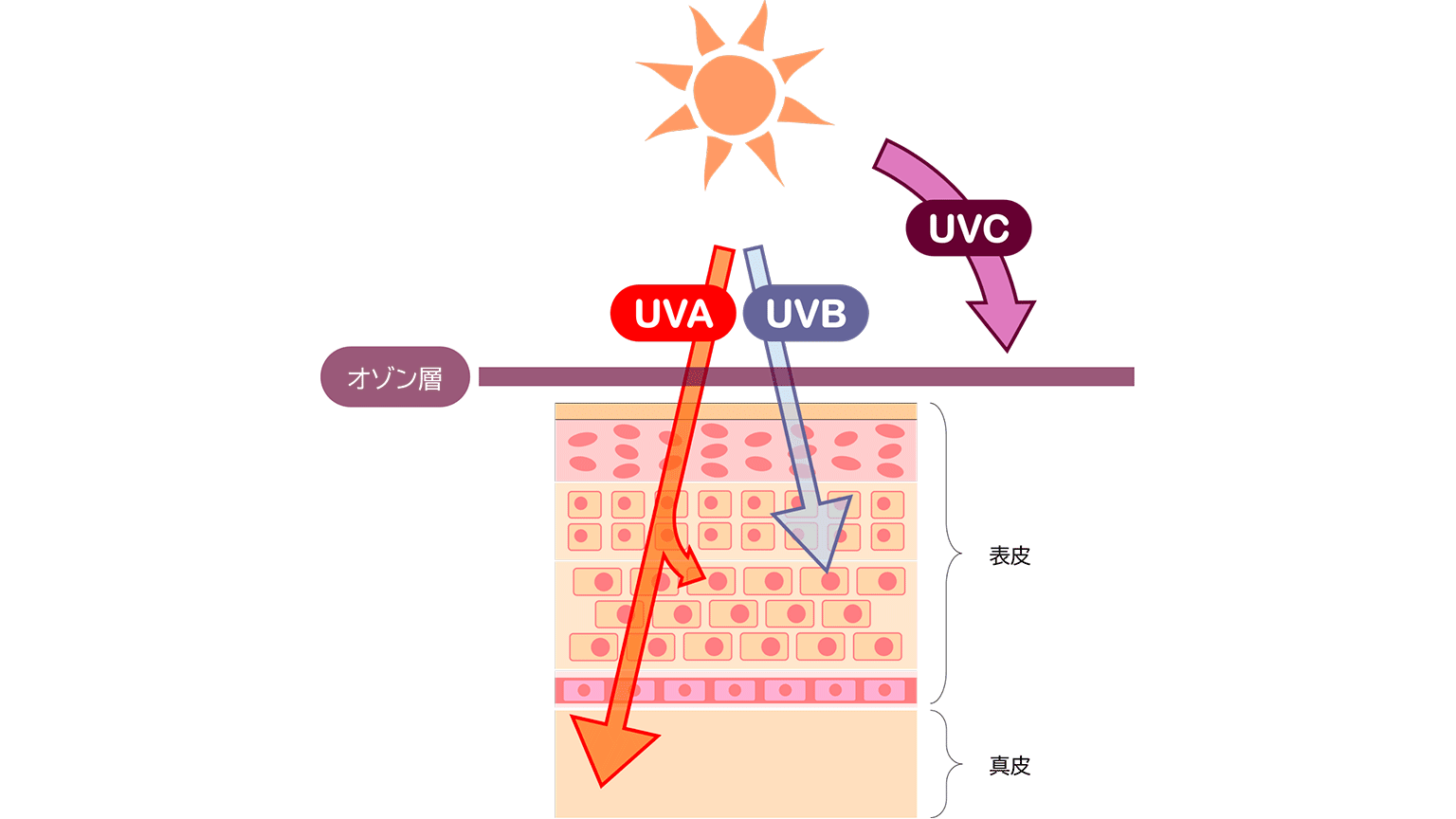 図：太陽から届く3種類の紫外線と、肌への透過度
