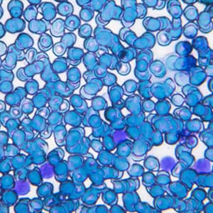 心臓由来幹細胞