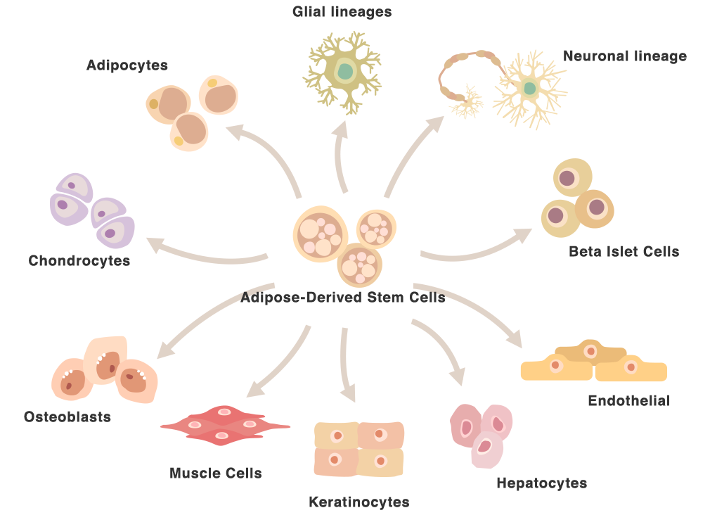 Adipose-derived stem cells have the ability to transform into almost any kinds of cells (Glial lineages, Neuronal lineage, Beta Islet Cells, Endothelial, Hepatocytes, Keratinocytes, Muscle Cells, Osteoblasts, Chondrocytes, Adipocytes).